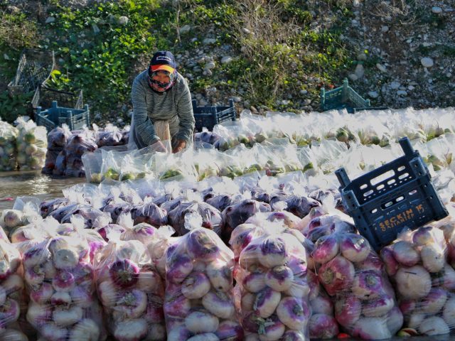 Les légumes de saison à privilégier en septembre